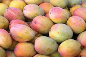 mangoes